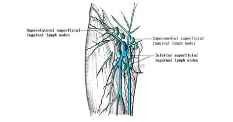 ganglionului limfatic în zona inghinală și prostatită